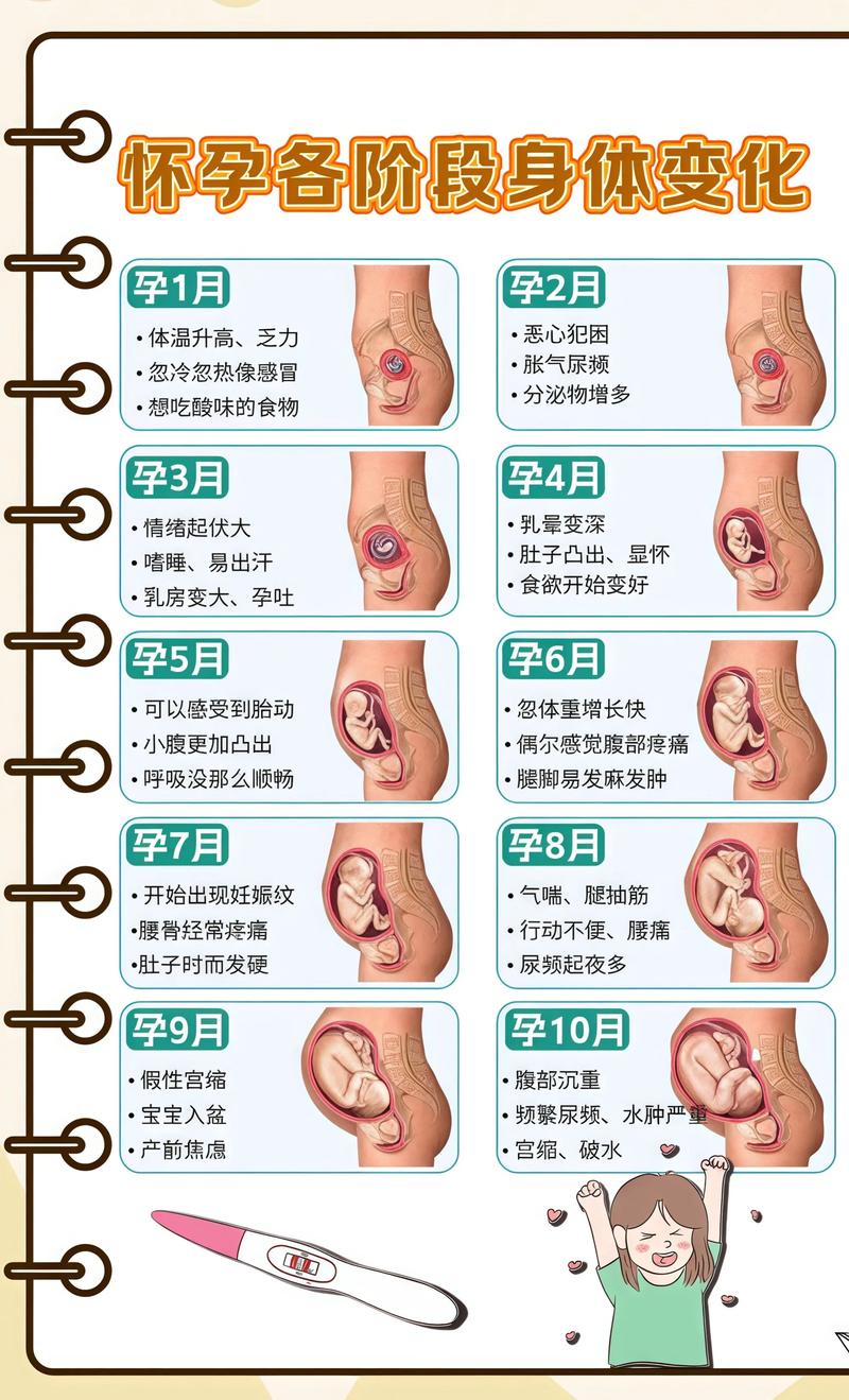 揭秘供卵代孕妈妈怀孕小腹分两节,孕期变化的奥秘漯河代生机构: